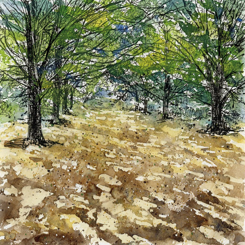 1021: Summer, Onslow Village arboretum